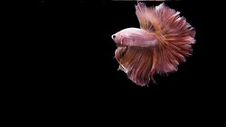 Capture the moving moment of Siamese fighting fish, Betta fish on black background Stock Footage