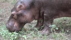 VOICED : Zoologico de Nicaragua recibe a su primer hipopotamo News Clip