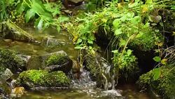 Clean creek in the forest near the waterfall. Stock Footage