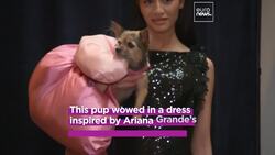 Adorable pups strut in 2024's most iconic celebrity looks in New York showcase News Clip