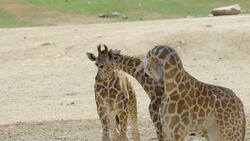 What It's Like to Bottle-Feed a Giraffe Instructional Video