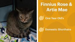 Paws & Pals: Cats up for adoption at North Fork Country Kids Animal Rescue News Clip