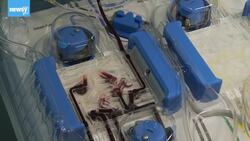 Plasma Donors Could Help Fight COVID-19, But How You Donate Matters News Clip