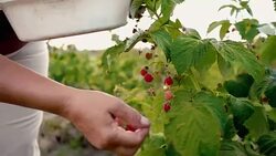 An elderly woman collects raspberries at sunset. Organic food. Stock Footage