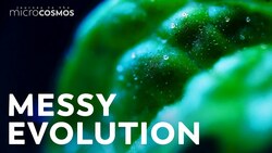 The Remarkable Mystery of Land Plants Instructional Video