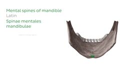 Mandible Instructional Video