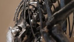 Dinosaur Exhibition News Clip