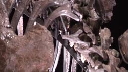 Sophie the Stegosaurus skeleton at the Natural History Museum News Clip