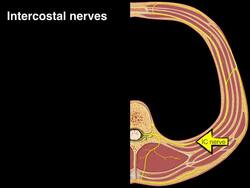 Intercostal nerves Instructional Video