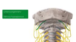 Plexus cervicalis Instructional Video