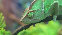 Chameleons: Close-Up Footage of Incredible Self-Camouflage Stock Footage