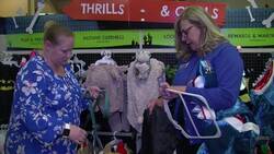 Bumble bees, hotdogs, pumkins: Pet Halloween costume trends Instructional Video