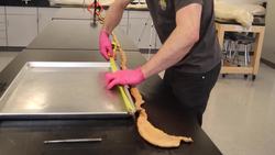 Measuring the Length of Real Human Small Intestines Instructional Video