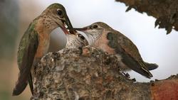 Mechanisms of Natural Selection Types of Sexual Selection Instructional Video