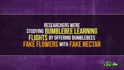 Why These Bees Just Keep Staring at Flowers Instructional Video