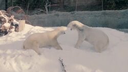 Polar Bear Snow Day! Watch As the Bears Slide Around and Play Instructional Video