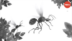 TED-Ed: When you're an ant but also a fungus tycoon | Charles Wallace Instructional Video