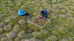 Shrubs are taking over the Arctic. Will caribou suffer? News Clip