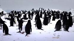 Discovering the World of Penguins Instructional Video