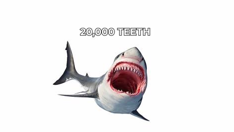 Great White Sharks: The Apex Predators of the Ocean