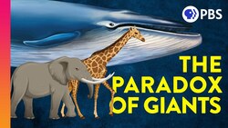 Why Don't Big Animals Get More Cancer? Instructional Video