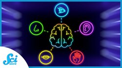 The Psychology of Senses | Compilation Instructional Video