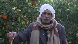 Fruit prices fall as orange harvest season starts Instructional Video