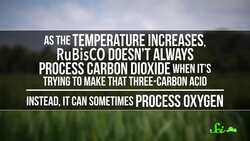 How We Could Prevent a Global Rice Shortage Instructional Video