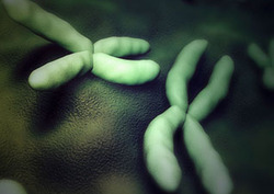 Recombinación Instructional Video