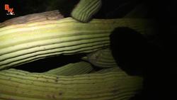 Spiny Lizard Catches Me! Instructional Video