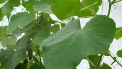 Liquid top dressing of cucumbers in a greenhouse. Stock Footage
