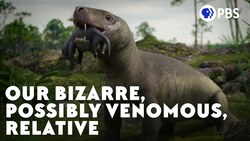 Our Bizarre, Possibly Venomous, Relative Instructional Video