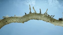 Roots of a plant Stock Footage