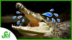 Crocodile Tears Are Real (And Could Help Cure Dry Eyes) Instructional Video
