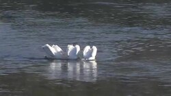 close up of white pelicans feeding on a foggy morning in yellowstone Stock Footage
