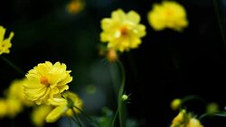 Background Nature Mexican Aster or Yellow Cosmos Flower. video Slow Motion Stock Footage