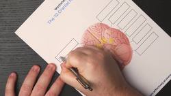 Cranial nerves quizzes and labeling exercises Instructional Video