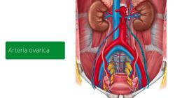 Harnleiter in situ Instructional Video