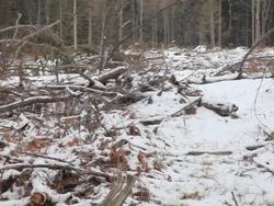 Keeping Earth Healthy: Sustainability Instructional Video