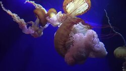 Jellyfish color light Stock Footage