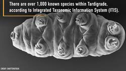 So what's a tardigrade? Instructional Video