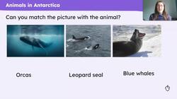 Antarctic wildlife Instructional Video