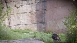 A Young Chimpanzee Named Mikey Undergoes a Live-Saving Medical Procedure Instructional Video