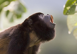 Howler monkeys Instructional Video