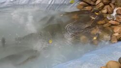 Fish in an artificial pond made of polyethylene film. Stock Footage