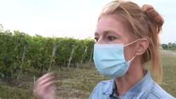 CLEAN : Global warming prompts Bordeaux winemakers to test new grape varieties News Clip