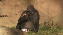 A Record-Breaking Gorilla Party Is Something You Have To See! Instructional Video