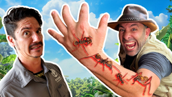 BITTEN by Giant Soldier Ants! Instructional Video