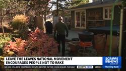 Leave your leaves: Why experts say you shouldn't rake your lawns News Clip