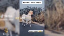 Eid al-Adha celebrations: Sheep beauty pageants in Dakar News Clip